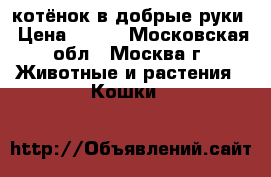 котёнок в добрые руки › Цена ­ 500 - Московская обл., Москва г. Животные и растения » Кошки   